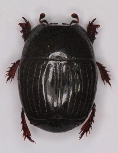 Atholus duodecimstriatus quatuordecimstriatus